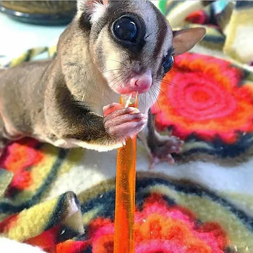 Honey Sticks