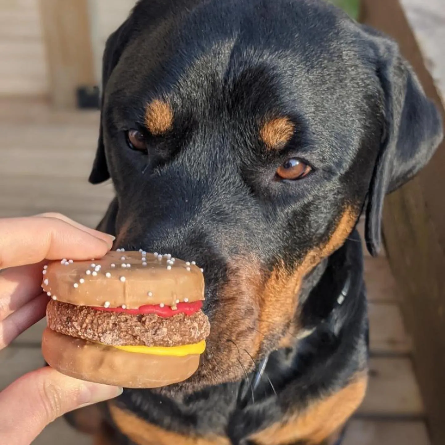 Kanu Pet Hamburgrrr Dog Cookie
